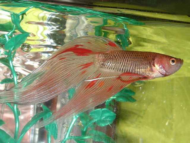 "Koi" a betta rescue my 11yo son claimed. He named him Koi because of his coloration. 6 months later he has began to show red spots on his fins