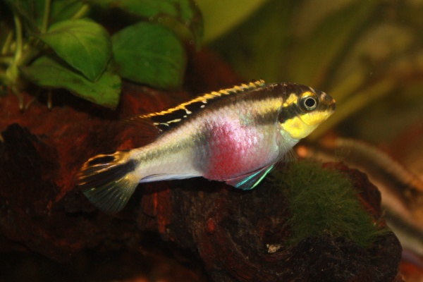 Kribensis Female