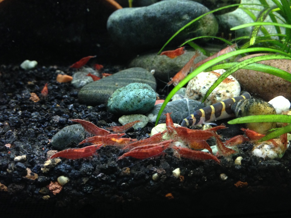 Kuhli loach dining with fire red shrimp