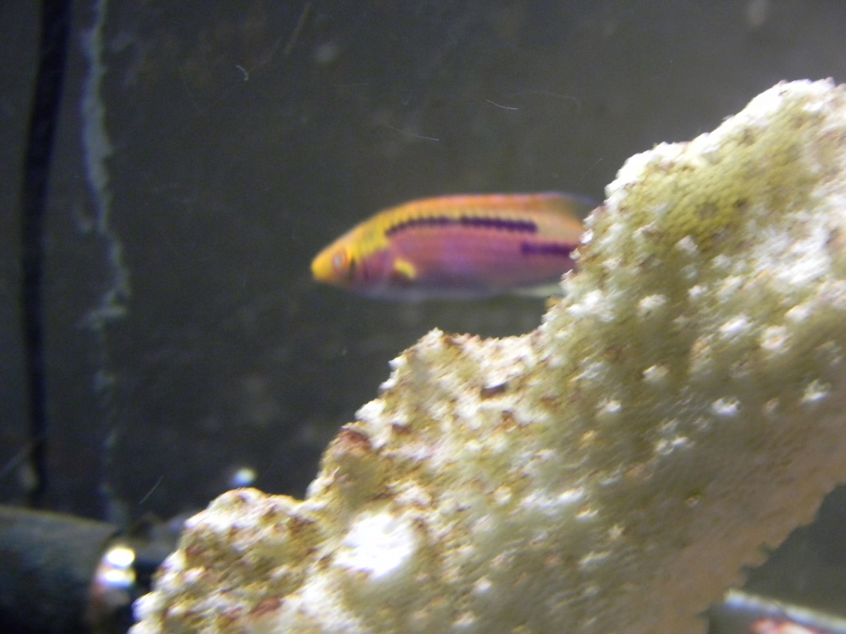 Labout's (?) wrasse