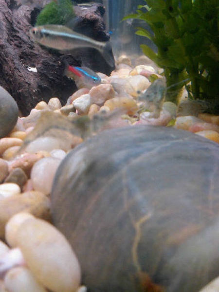 large gravel and ghost shrimp if you can see them
