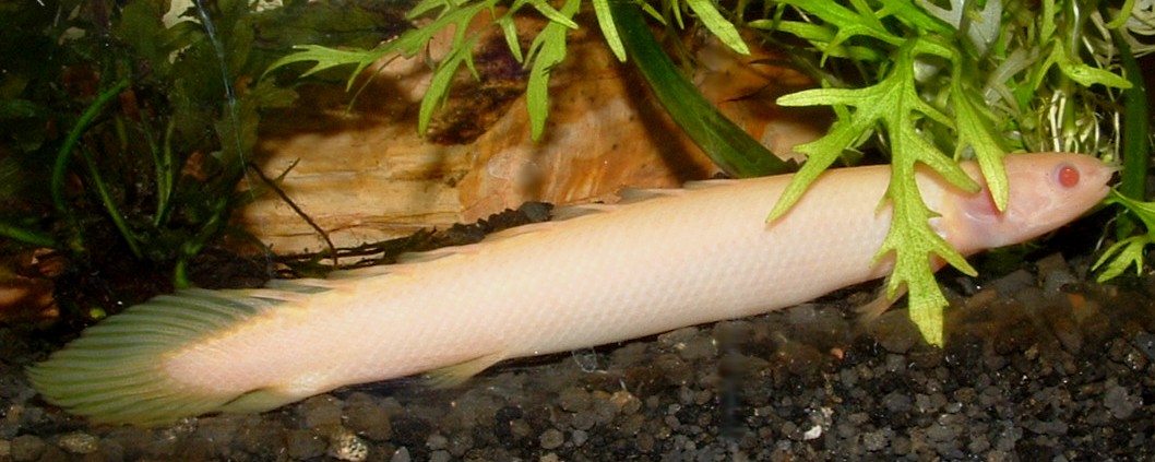 Latest (7/10/04) update of my P. senegalus albino.  She is growing like a weed!