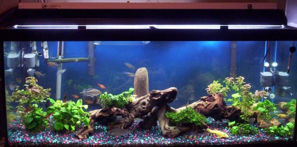 Latest pic of my 75Gal.  Most plants are tied to Mopani since the plec (back beside the wood is his tail) has taken a fancy to uprooting them...