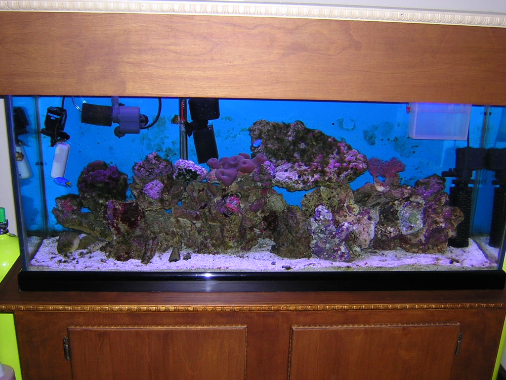 latest picture of tank converting to reef, 50LBS lv, Zenia, shrooms, 2 damsels,1 lawnmower blennie, brittle star, 2 shrimp.