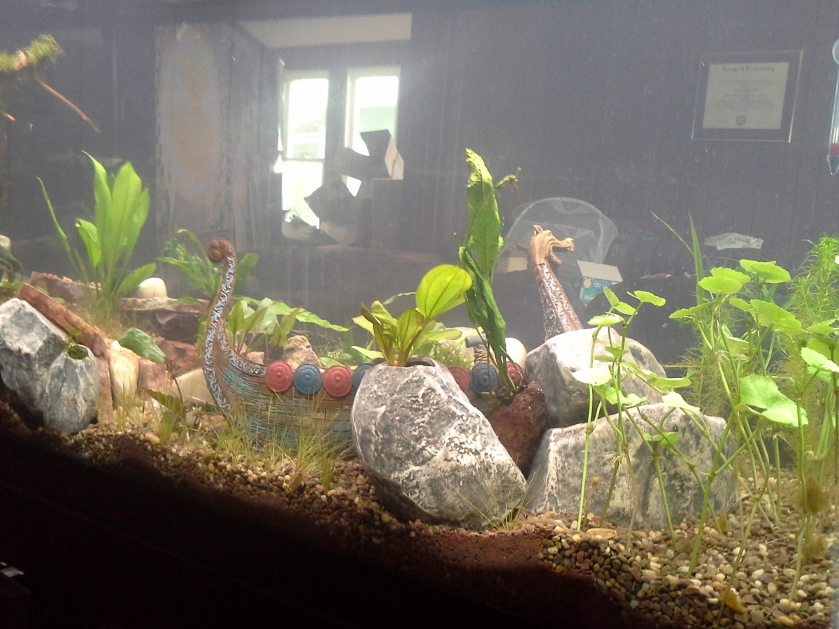 Left side of aquarium day 8. Cloudiness was caused by replanting and placing some driftwood on other side.