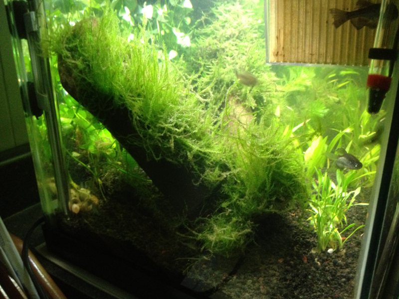 Left side of tank with moss on driftwood and dark (quiet) area