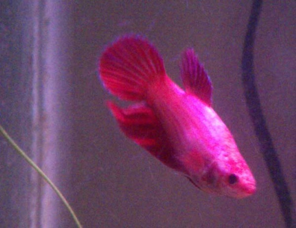 Lipstick, my female betta.  So named because she has bright pink-red lips (hard to see here).  She is bigger than the male!