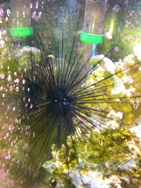 long spined urchin