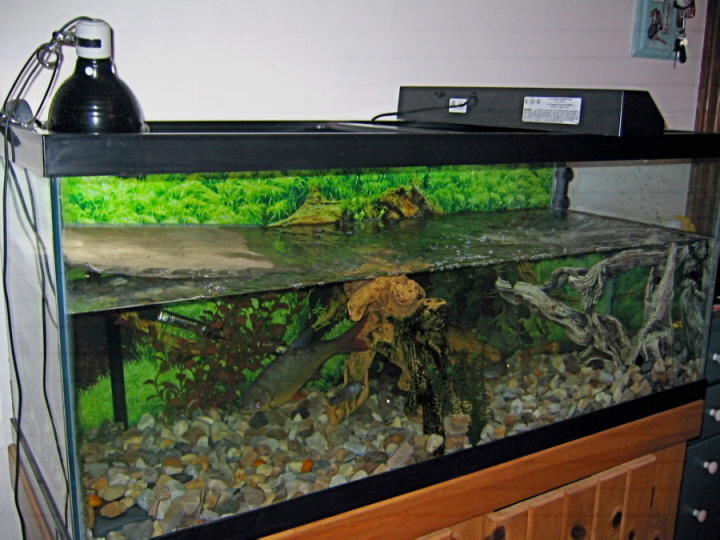 Long view of 75g aquarium with shelf added for turtles