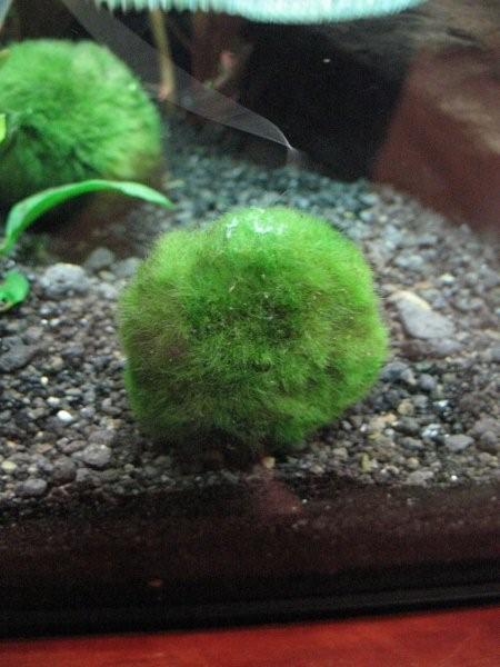 Lucky moss balls!