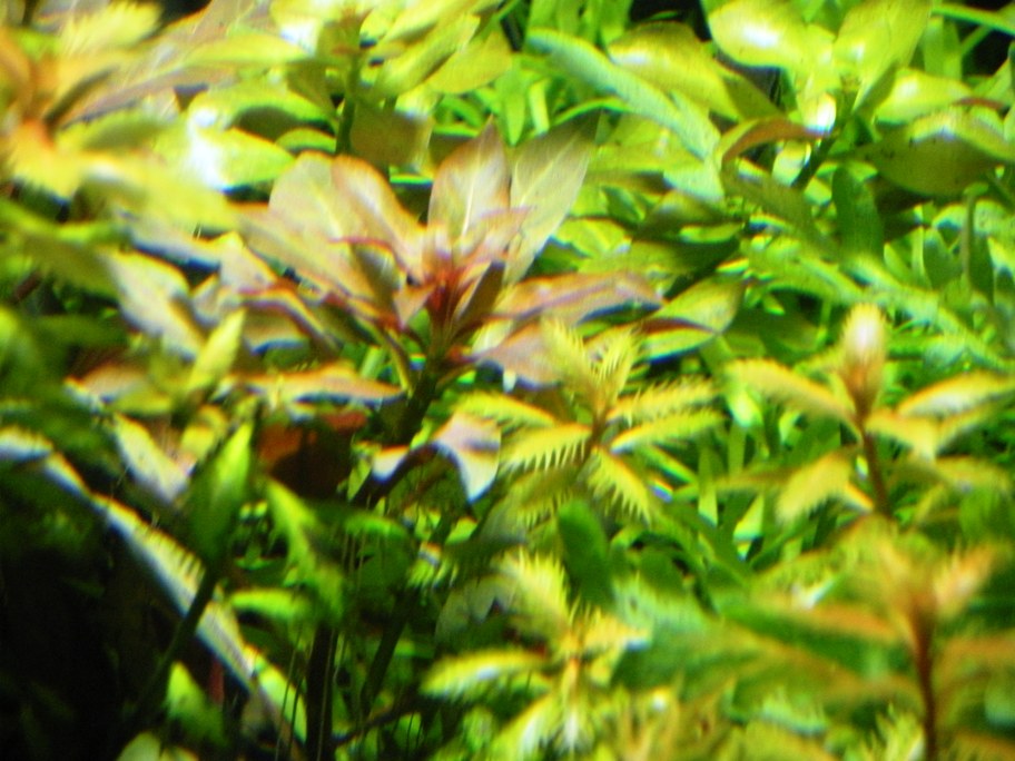 Ludwigia peruensis aka Ludwigia glandulosa in the middle just beginning to change leaves and color from it's emmersed form to it's immersed form.   Th