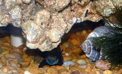 Lui-Qui Hiding out under the Living Rock. I have my Living rock mounted on 3 cut-off sections of PVC. This allows the water to circulate all around th