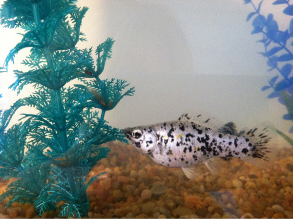 Maggie-- mom of my first batch of Dalmatian Molly fry...
RIP 9-12-11