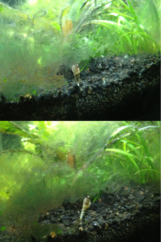 Malaysian Trumpet Snails have been busy eating algae off the tank walls, plants, and gravel.