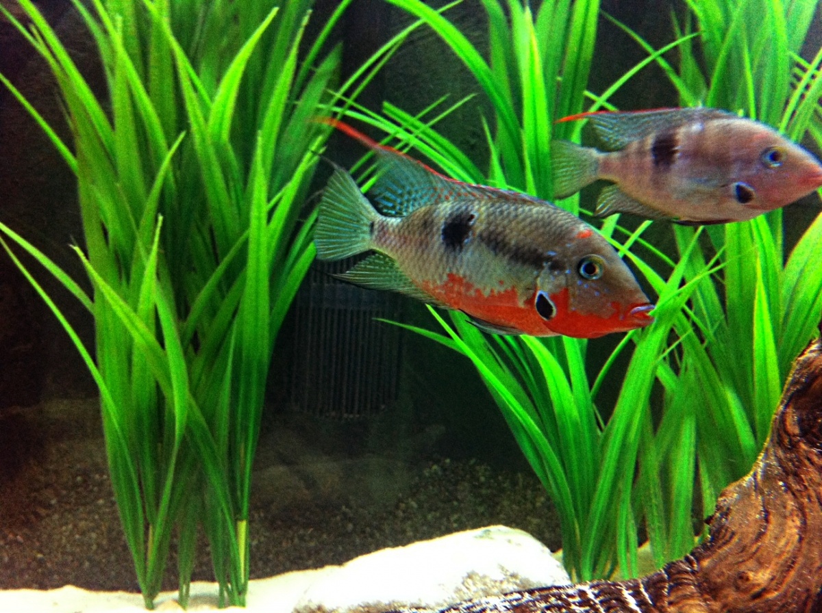 Male and Female Firemouth