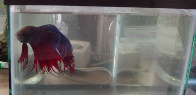 Male Betta with his new family.