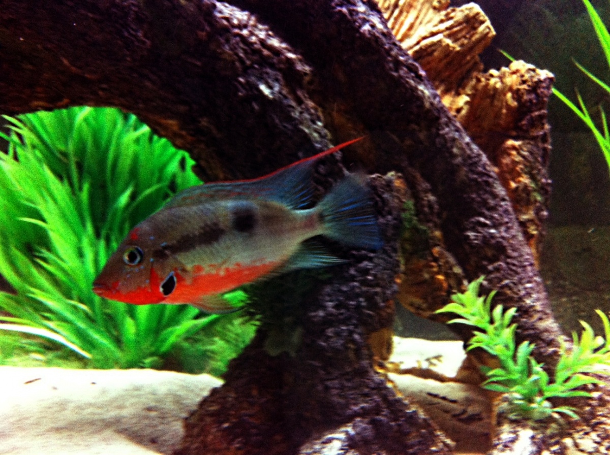 Male Firemouth