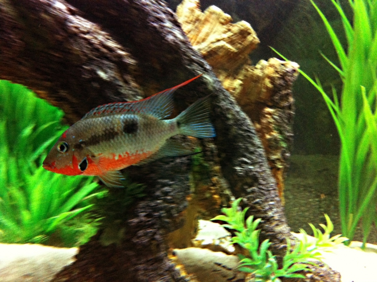 Male Firemouth