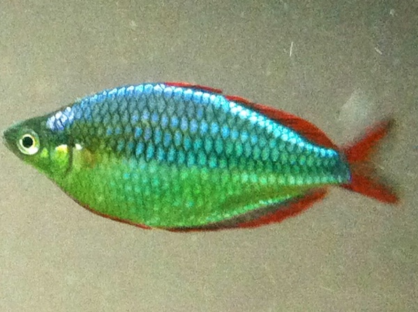Male praecox rainbow