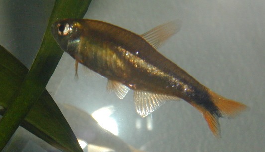 Male Silvertip tetras (Hasemania melanura) are usually a gold to copper color.