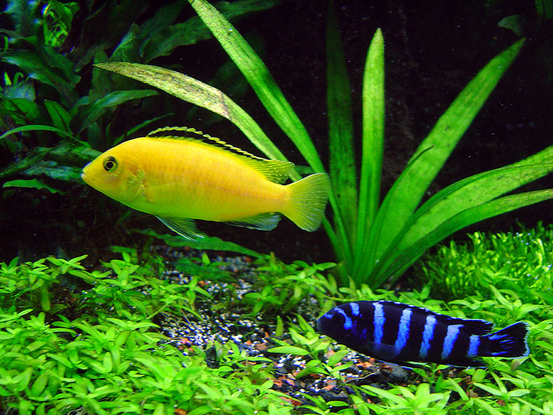 Male yellow lab and small Ps. demasoni
