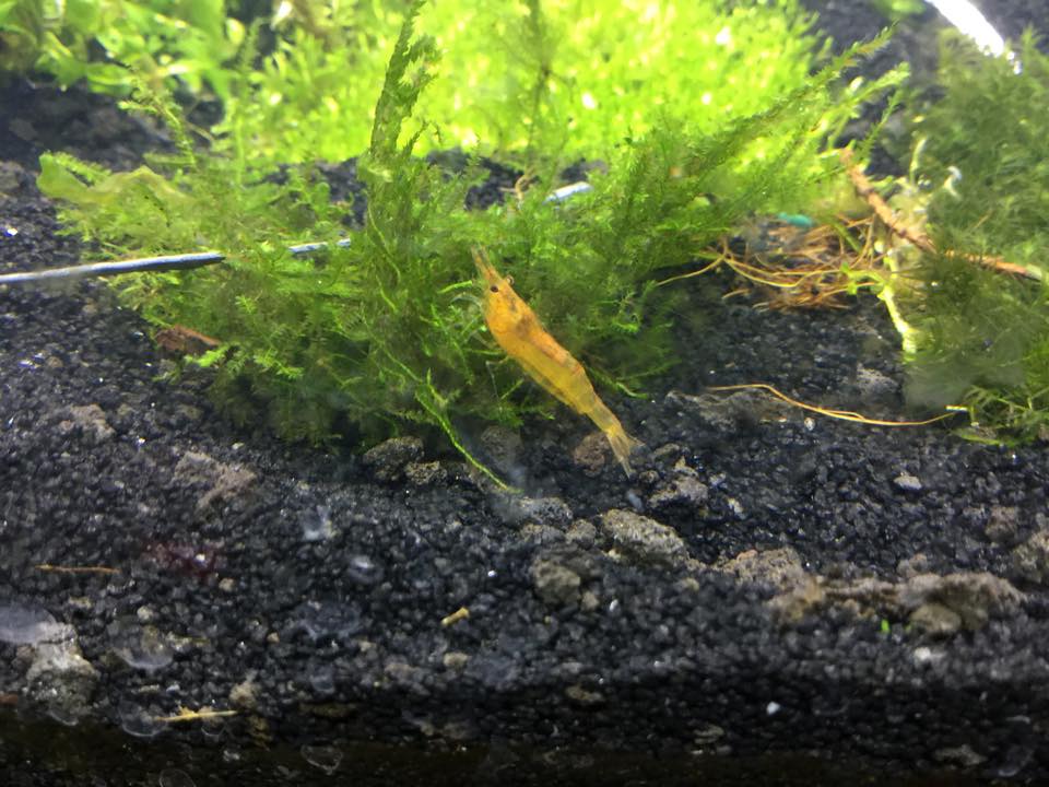 Mandarin shrimp!