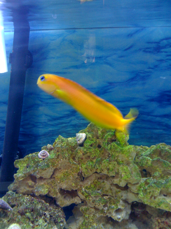 Maple our Midas blenny