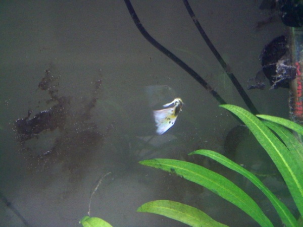 Meegosh Jr. nibbling on some algae. His tail has completely grown back!