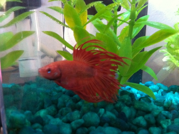 Meet Dr. Evil...was going to put him in a community tank.  He is not very friendly.