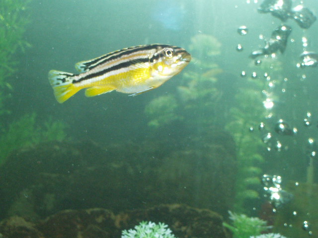 Melanochromis_auratus
