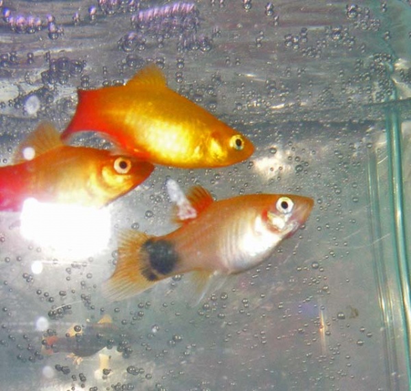 mickey mouse platy