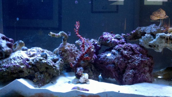 Middle of Aquarium front side