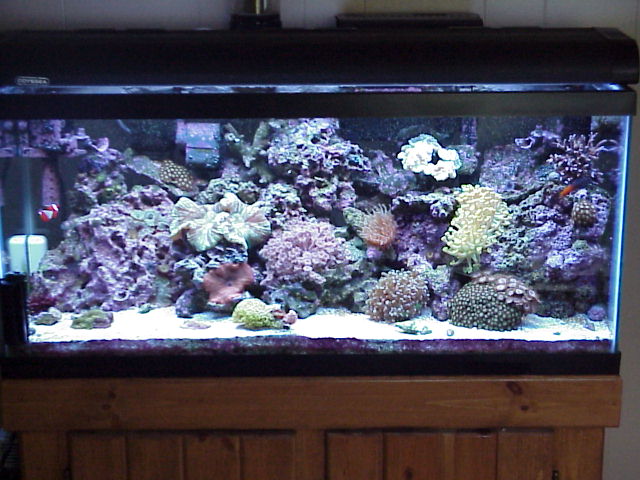 Mine and my wifes 30 gal reef tank after 5 months. Got plenty for corals I wanna get but running low on cash  LOL
