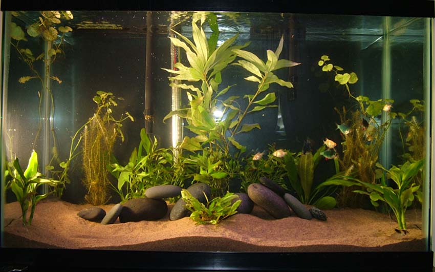 Minutes after re-aranging the plants and adding the Mexican beach pebbles.  I really like the new set up. Bad lighting, picture, I really am trying to