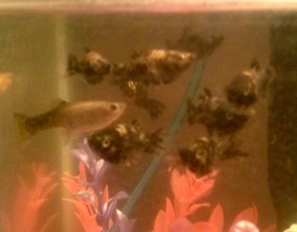 MOlly family and female guppy