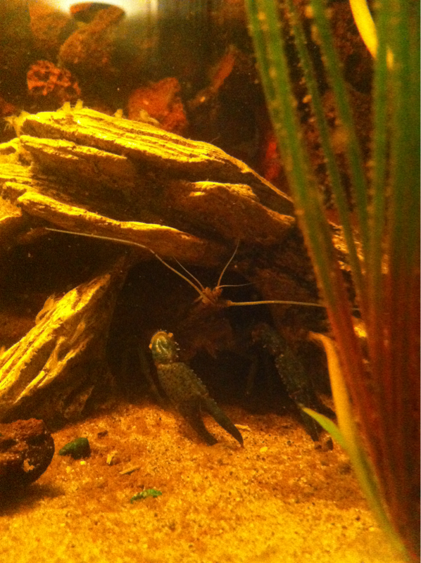 Mommy crayfish