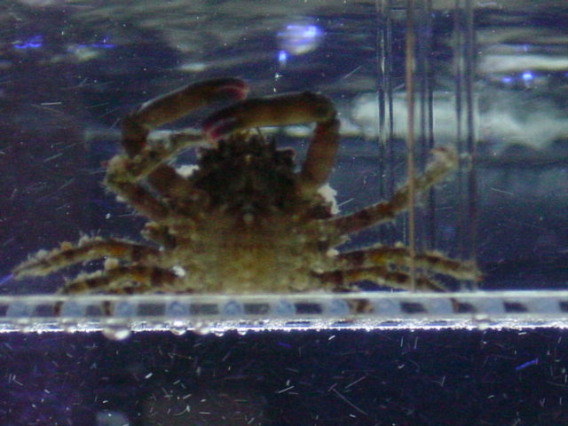 monster crab. anyone care to take a geuss as to what kind he is?