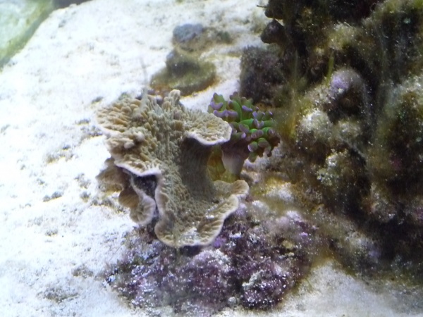 monte plate coral