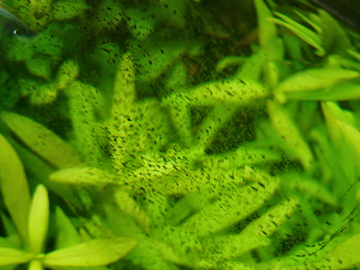 More algae 8/17