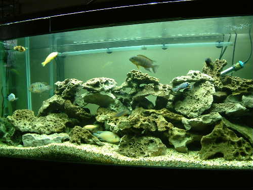 More of the Mbuna tank.