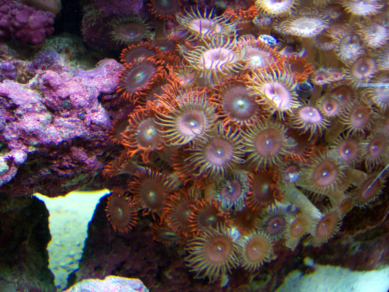 more Zoanthids from the 46 soft coral tank