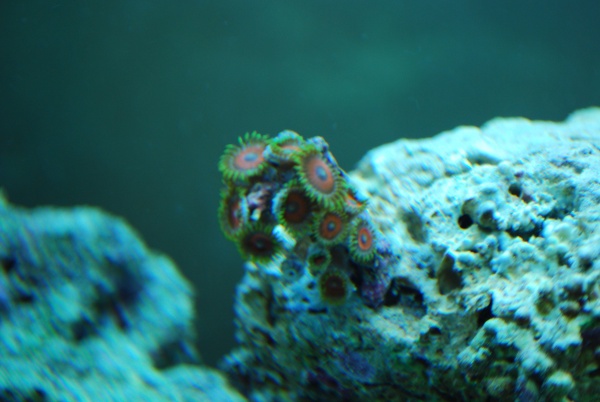 More Zoanthids