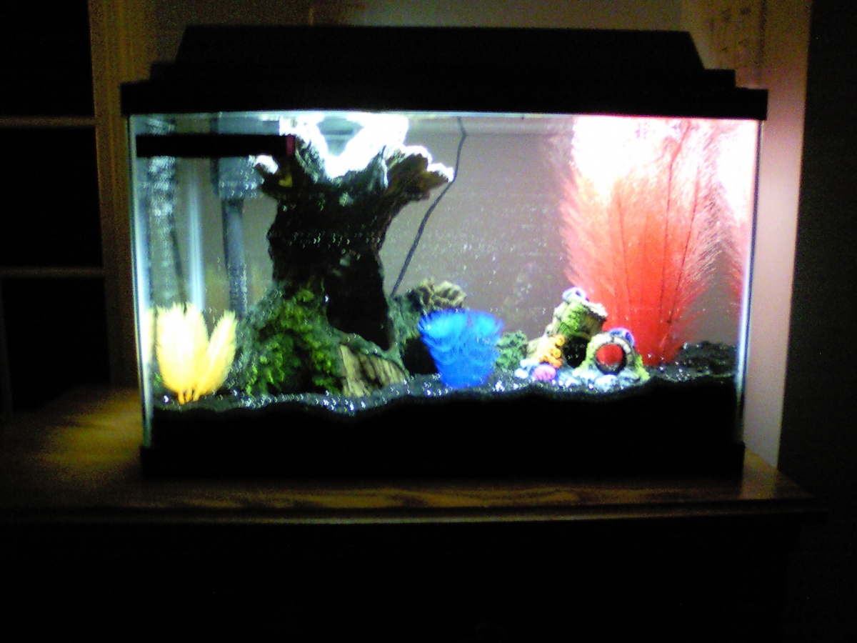 Mr B's new home
10 Gal. Complete with filter and heater