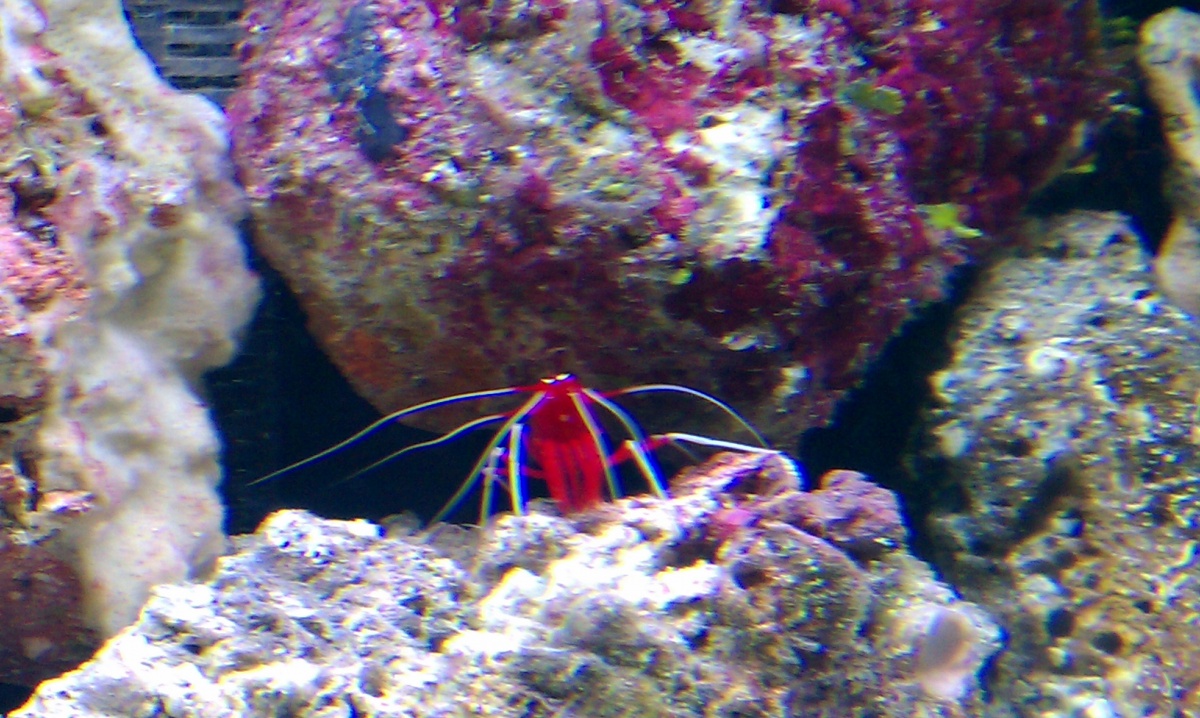 Mr. Fire shrimp.