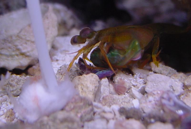 Mr. Mantis comes out for some shrimp on a stick.