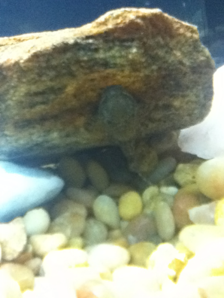 Mr.pleco hiding from other fishie.