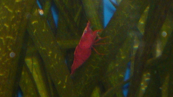 mr shrimp