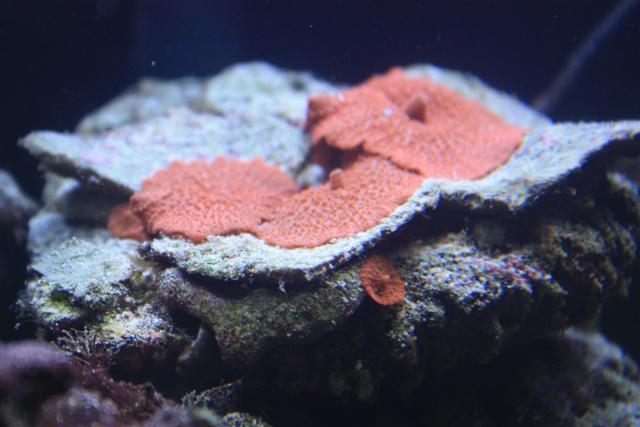 mushroom corals on a flat rock