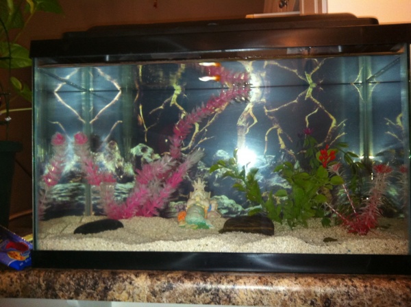 My 10 Gallon Tank with 2 Pictus Catfish and 2 Guppies