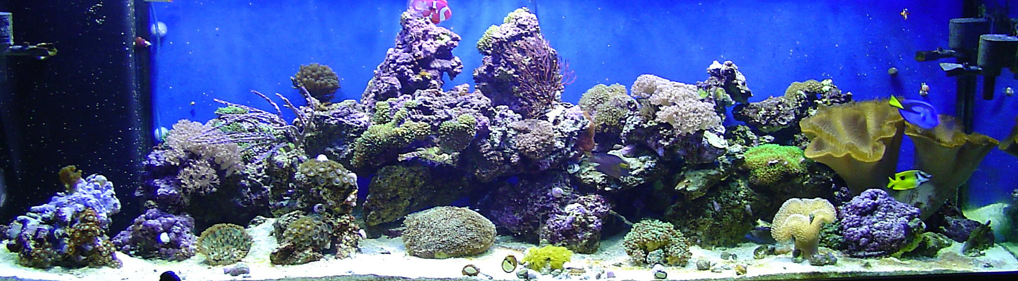 My 125 gallon reef in August 2005
